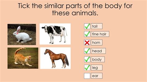what theory states that we are similar to animal